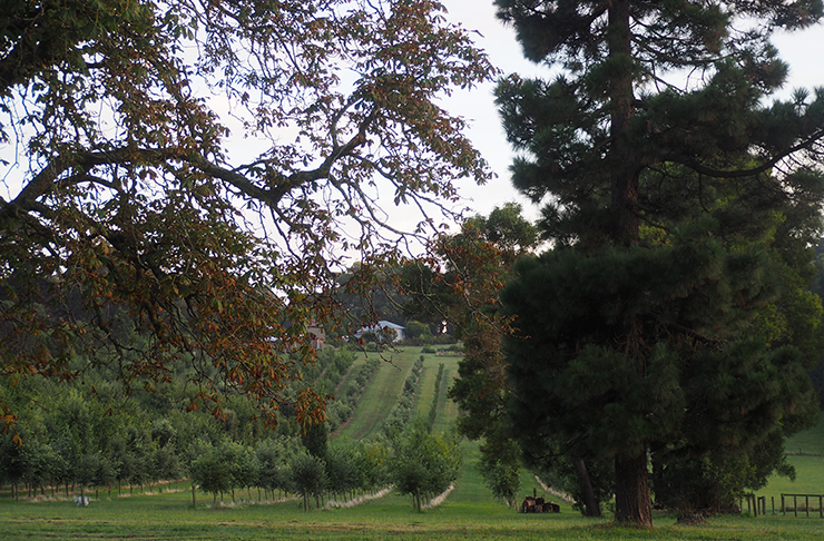 A shot of the lush-green farm with trees and an old tractor.